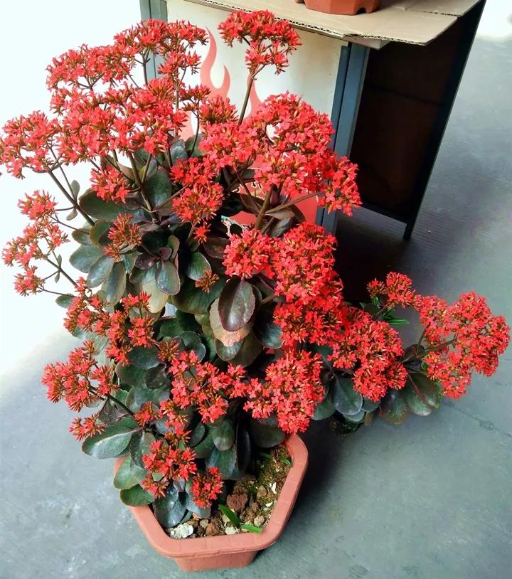 长寿花，寓意好、开花漂亮，花期长，品种多达300个