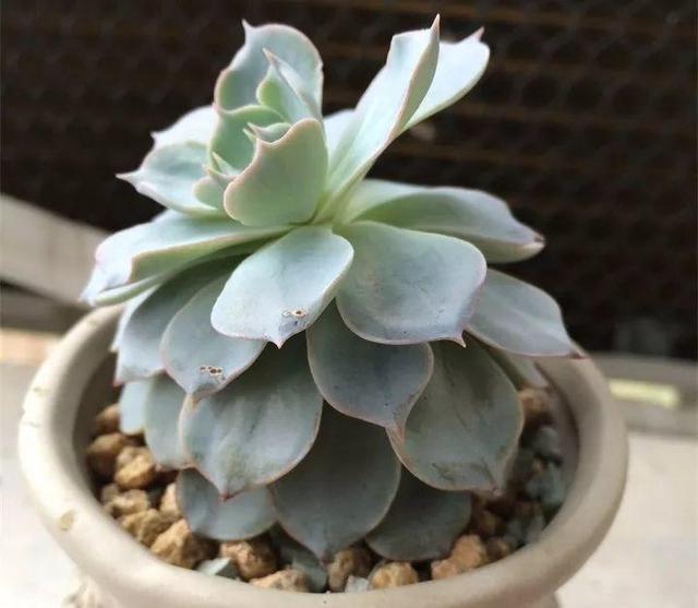 没躲过夏季多肉陡长，学习大神这样做，养成绝美老桩