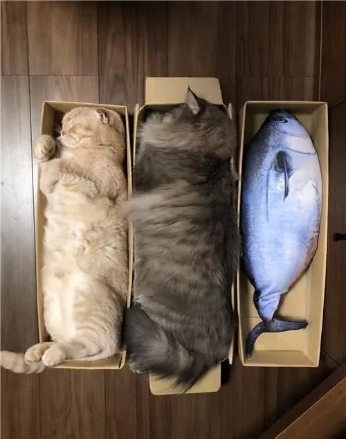 猫咪到底是什么样的猫,猫到底是个什么物种至今还是个谜