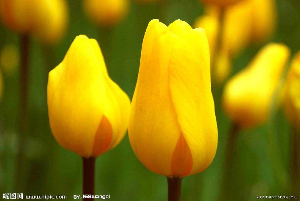 用郁金香表白语录,关于郁金香表白的浪漫句子