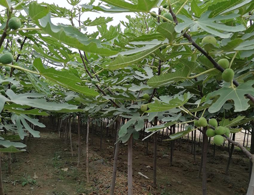 效益好的果树,什么果树经济效益最好