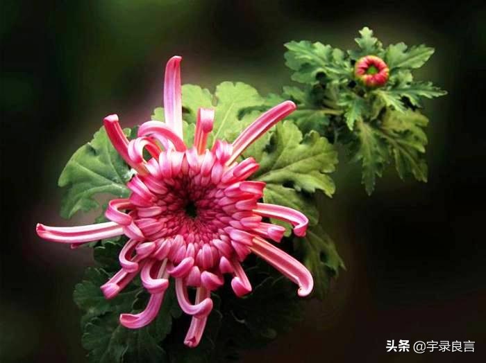 最新早安励志语录句句激励人心,励志阳光正能量文案早安