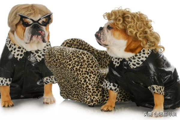大型狗狗的超酷服装,狗狗好看的服饰