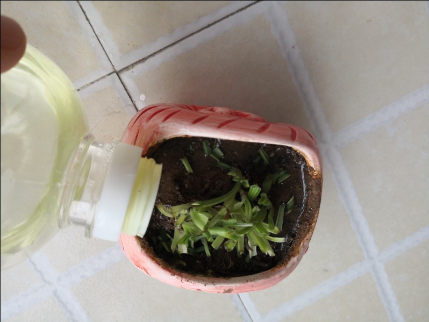 养吊兰的时候新手要注意哪些问题,吊兰养殖方法如何给吊兰换盆