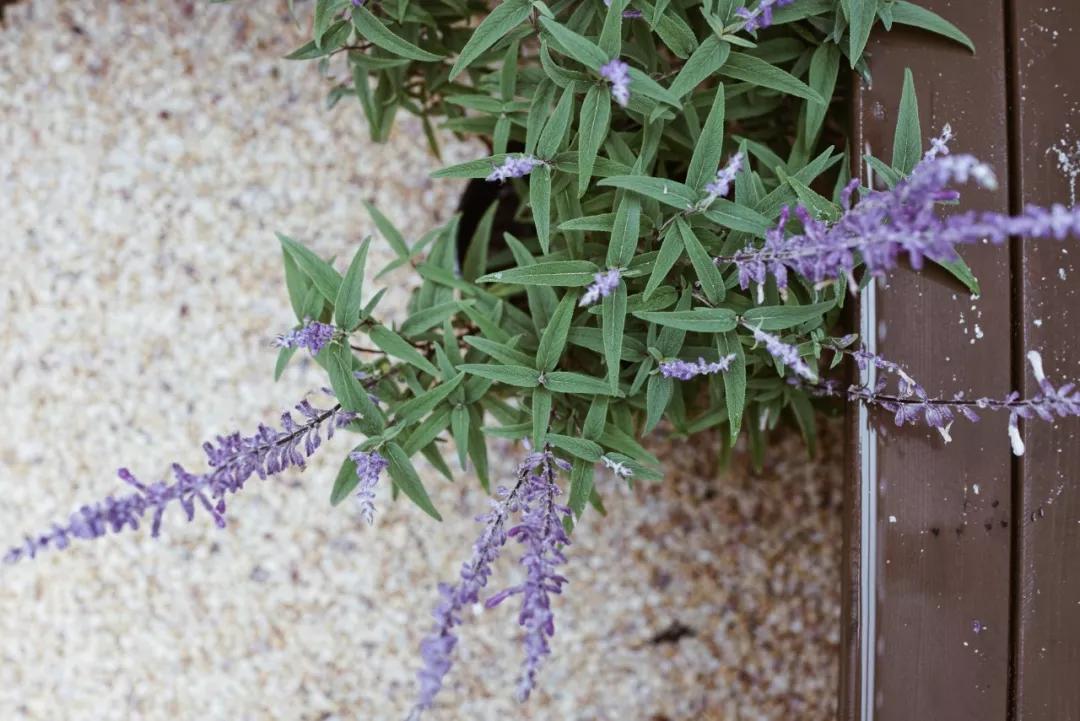 上海小桃园,她卖掉市区两套房子造花园