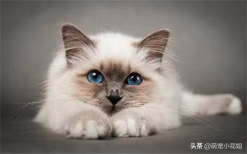 猫咪虐待猫的真相,猫咪虐待猫真相