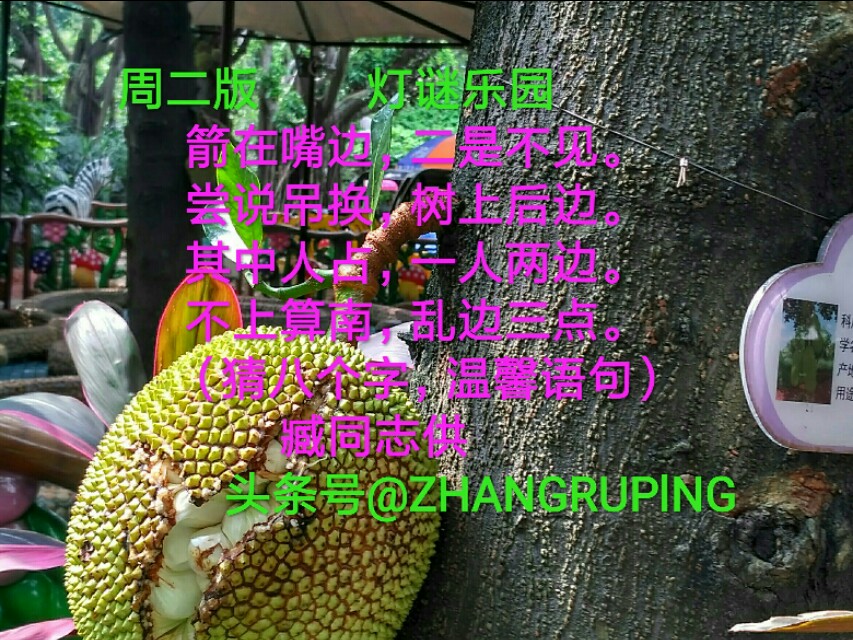 周二版灯谜乐园,太阳神刚正,摘顶格,水果名2010702