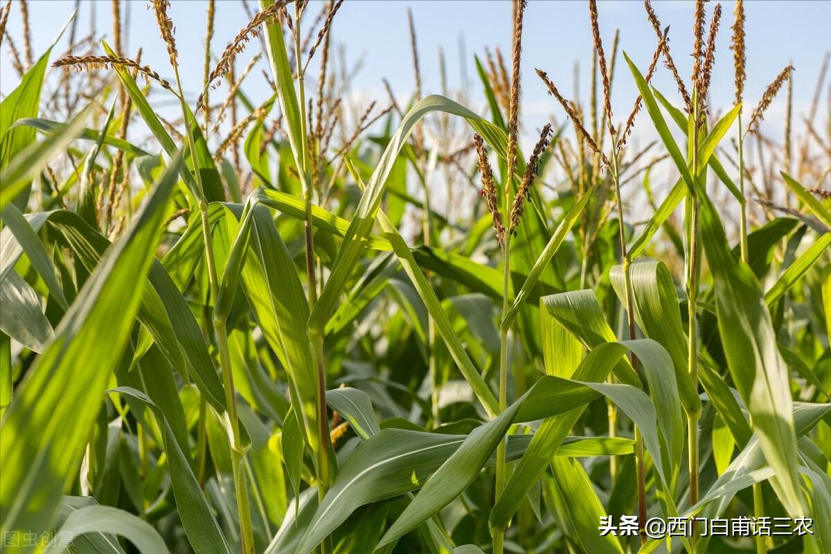 处暑之后天气咋样了呀,处暑不下雨是什么预兆