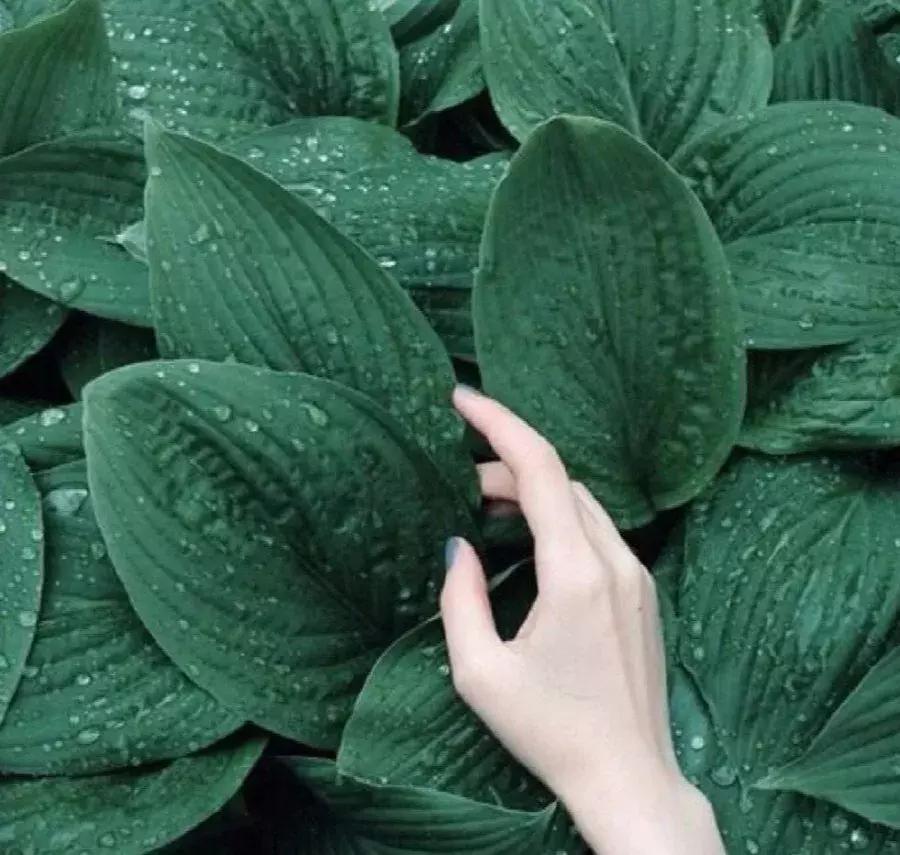 适合黄黑皮裸色指甲油,4款显手白的指甲油颜色淡粉色