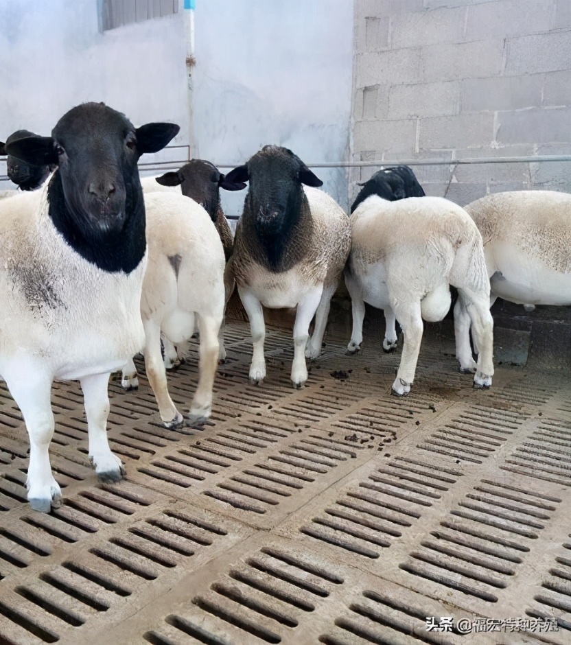 养殖杜泊绵羊赚钱,养殖杜泊羊的前景