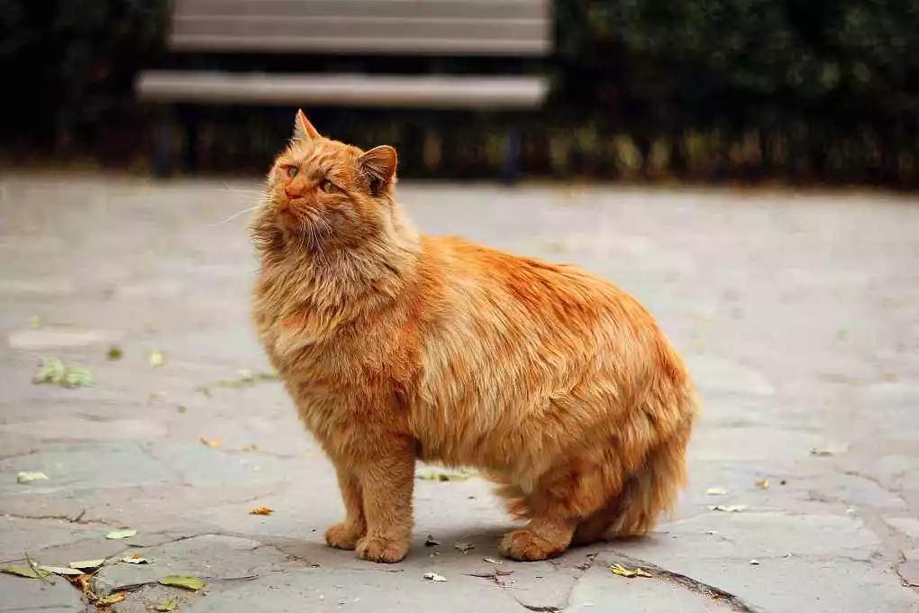 流浪猫百分之90都熬不过冬季,喂养流浪猫时流浪猫害怕怎么办