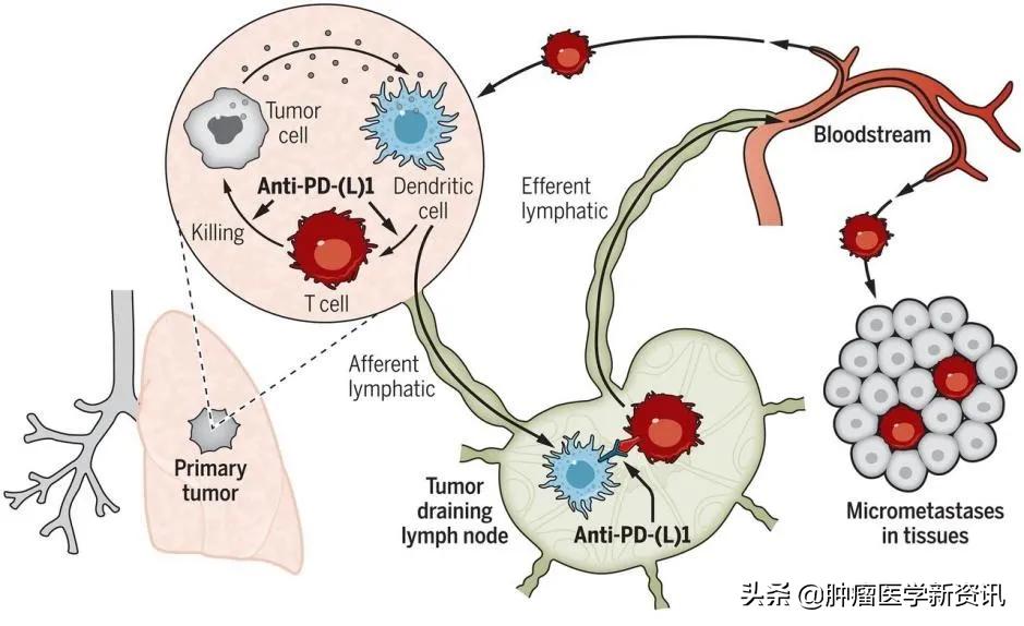 免疫疗法是癌症治疗最后的手段吗？应该在术前还是术后使用？
