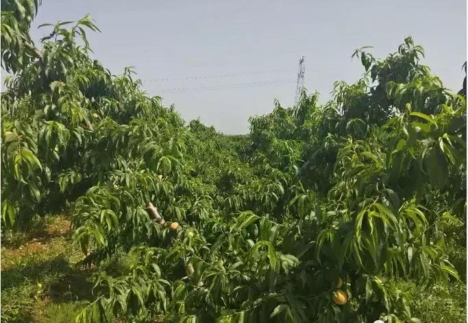 桃树流胶了怎么治,桃树流胶最佳防治方法