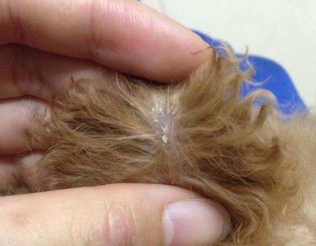 泰迪容易出现的病症有哪些,两个月大的泰迪怎么判断健不健康