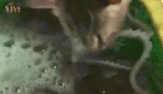 老鼠没抓着,却粘到了宠物狗!拔丝狗头了解一下?