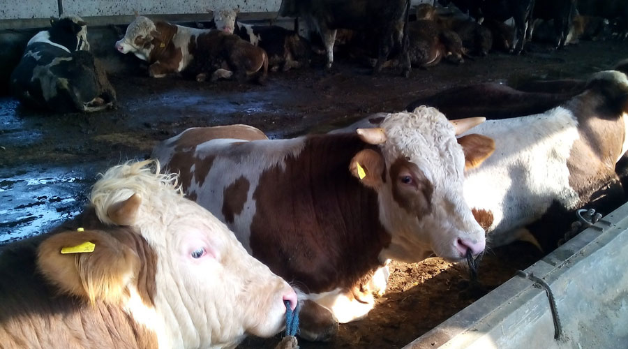 牛羊瘤胃宝哪个好,牛羊瘤胃宝哪个品牌好