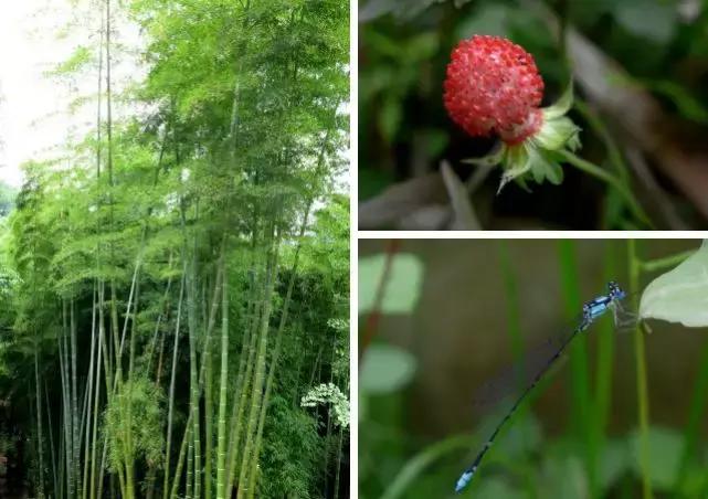 热炸！四川这些小众避暑佳境，光看图就能凉快10℃