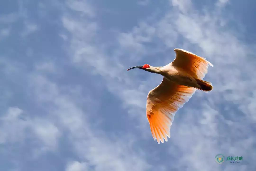 保护朱鹮,朱鹮自然保护区有利条件