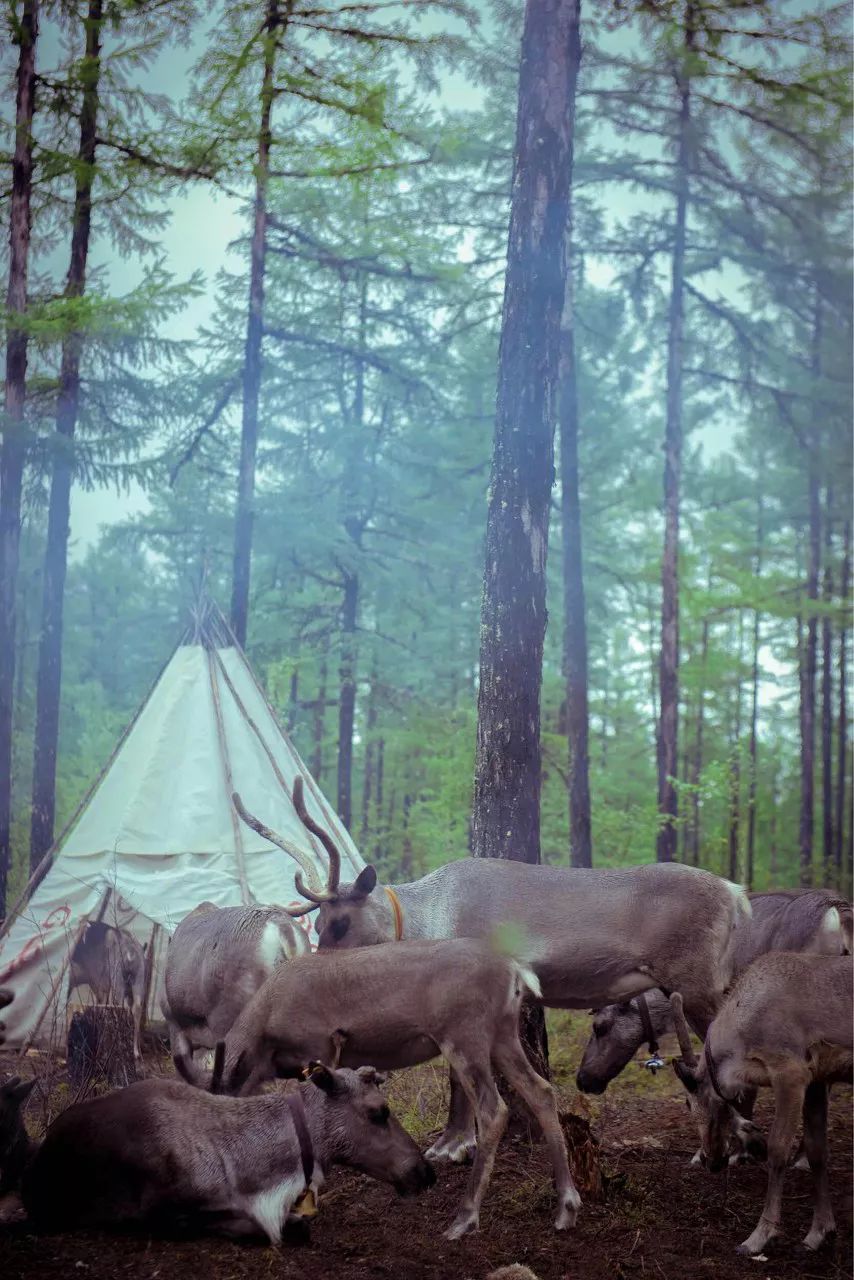 呼伦贝尔感受大自然的美好,呼伦贝尔终生难忘的草原