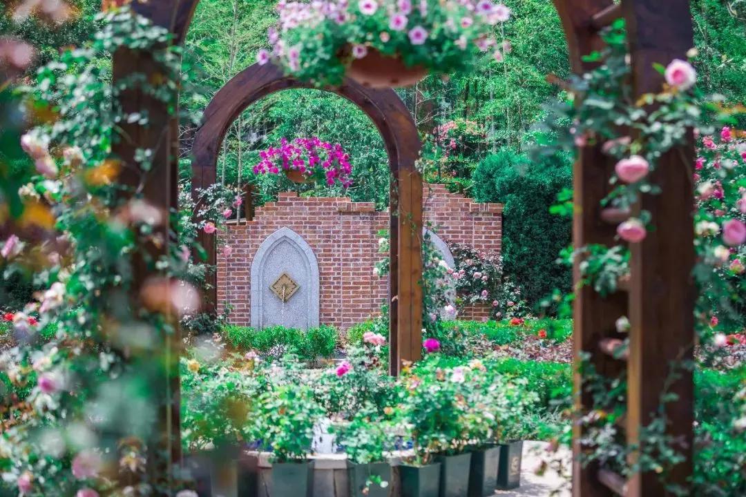 槽糕，是心动的感觉！这个神秘花谷正在悄然绽放！走，去拍照～