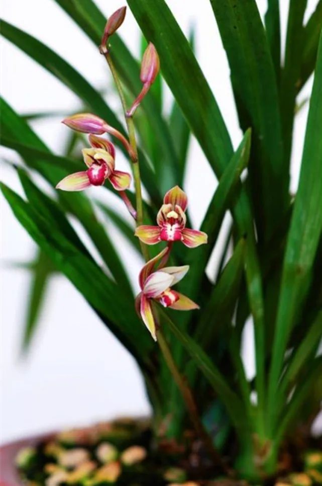 怎样分兰花苗才能开花,兰花怎么分公苗母苗