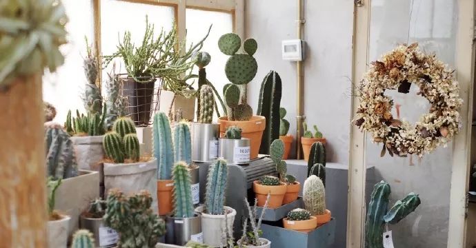 北京最美花店,她放弃了总监职位后续