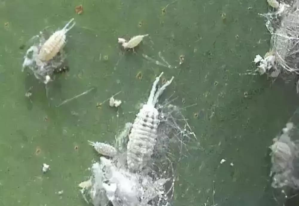 果树蚧壳虫防治技巧,果树顽固蚧壳虫