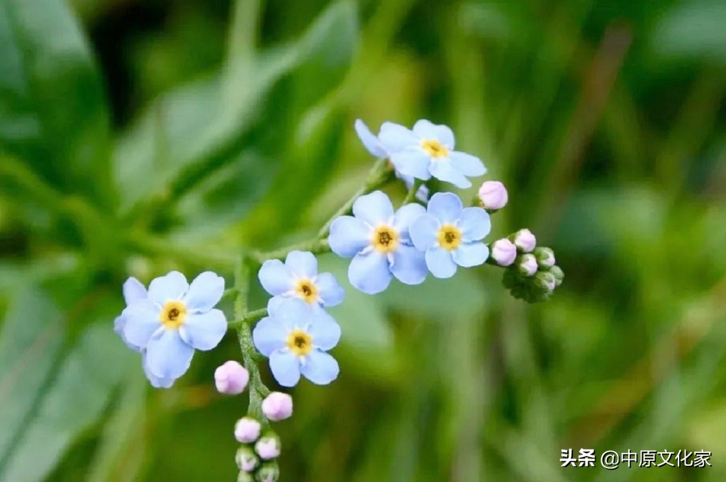 娓呮槑璋烽洦澶忚嚦灏忔弧,娓呮槑璋烽洦绔嬪灏忔弧