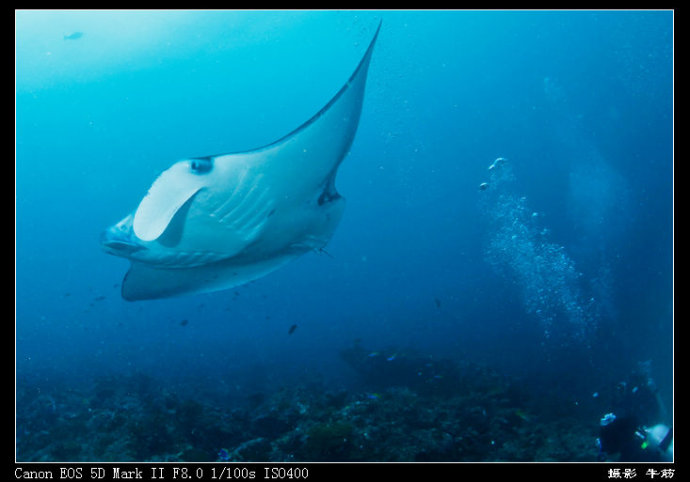 巨鲸轰炸机,鳐鱼战斗机