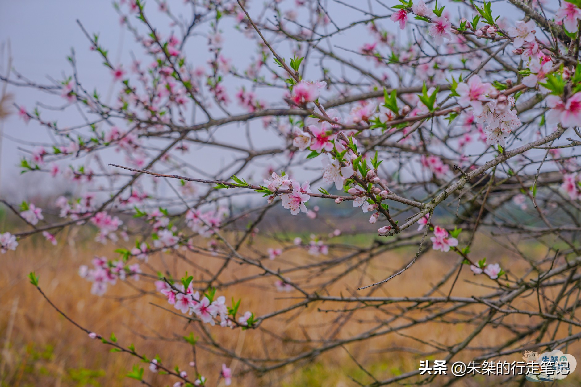 宿迁5A级旅游景区,冬季宿迁洪泽湖湿地公园