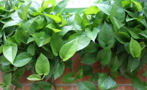 绿萝如何养又绿又肥小妙招,绿萝土壤稀少怎么办