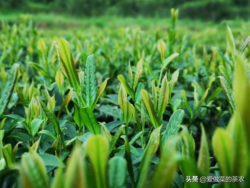 日照绿茶春茶好还是秋茶好,茶叶是明前好还是雨前好
