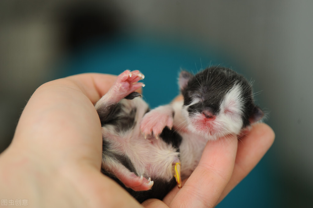 猫咪难产主人怎么助产,猫咪难产去医院小猫怎么处理