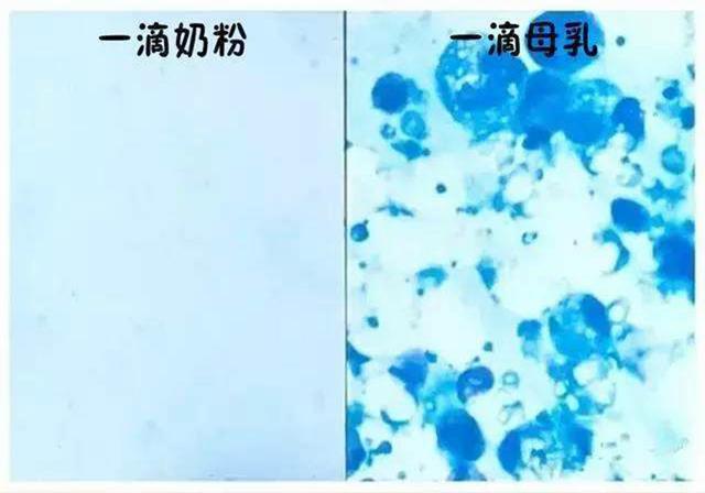 一张图读懂母乳和奶粉的区别,喂母乳和奶粉的宝宝有什么区别