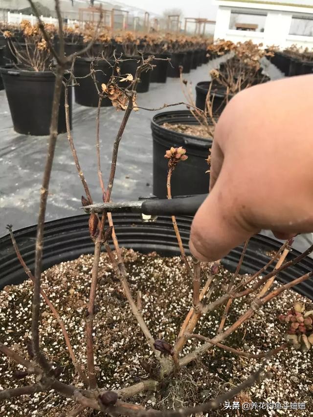 绣球几片叶子开始长花苞,绣球冬季绿叶爆侧芽