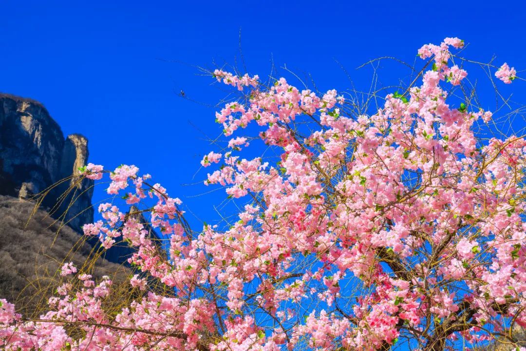 云台山春天视频,云台山气氛