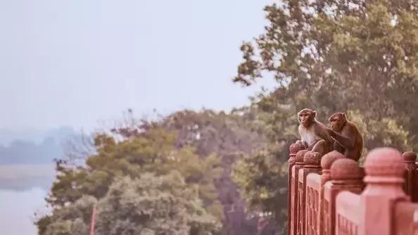 新加坡鱼尾狮公园美景,新加坡鱼尾狮要拆除了吗