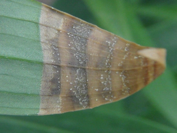 百合主要病虫害有哪些,百合病虫害管理