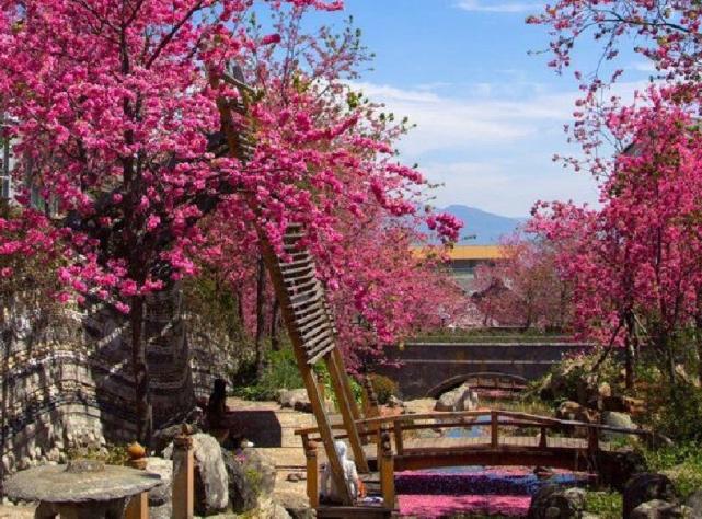 大理苍山雨中美景,大理苍山花海风景图片