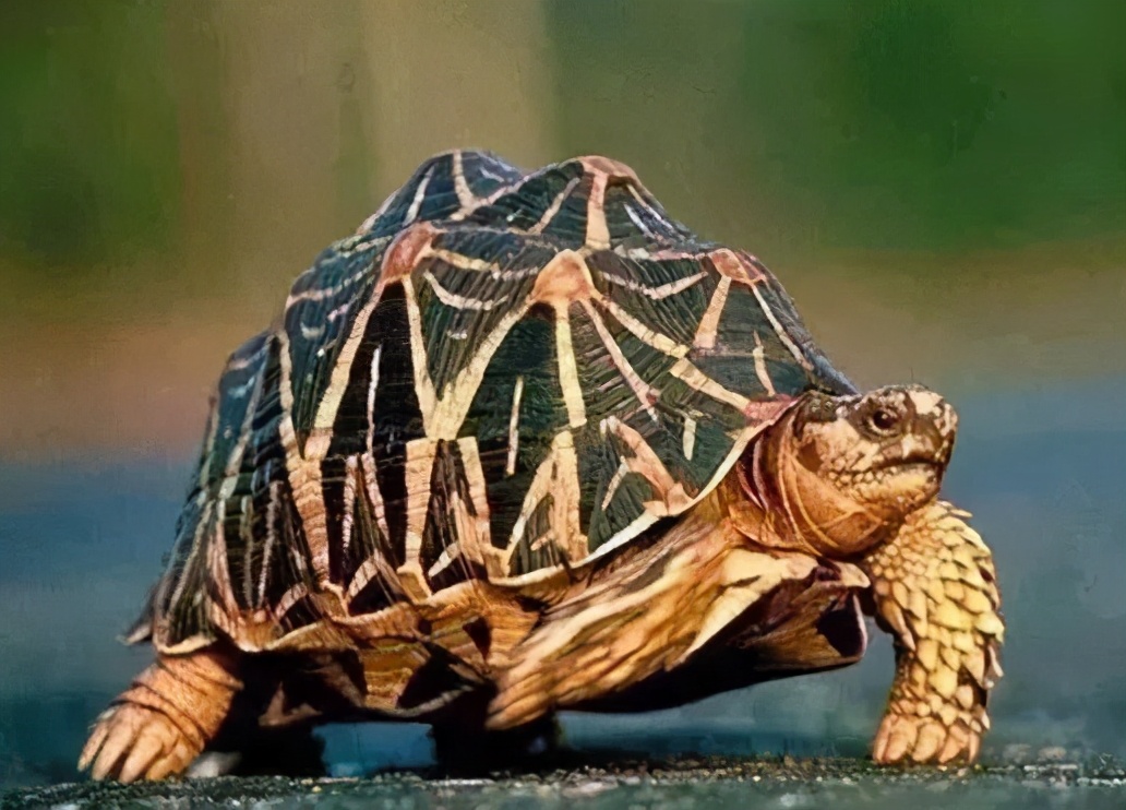 龟类大百科,大眼睛龟类