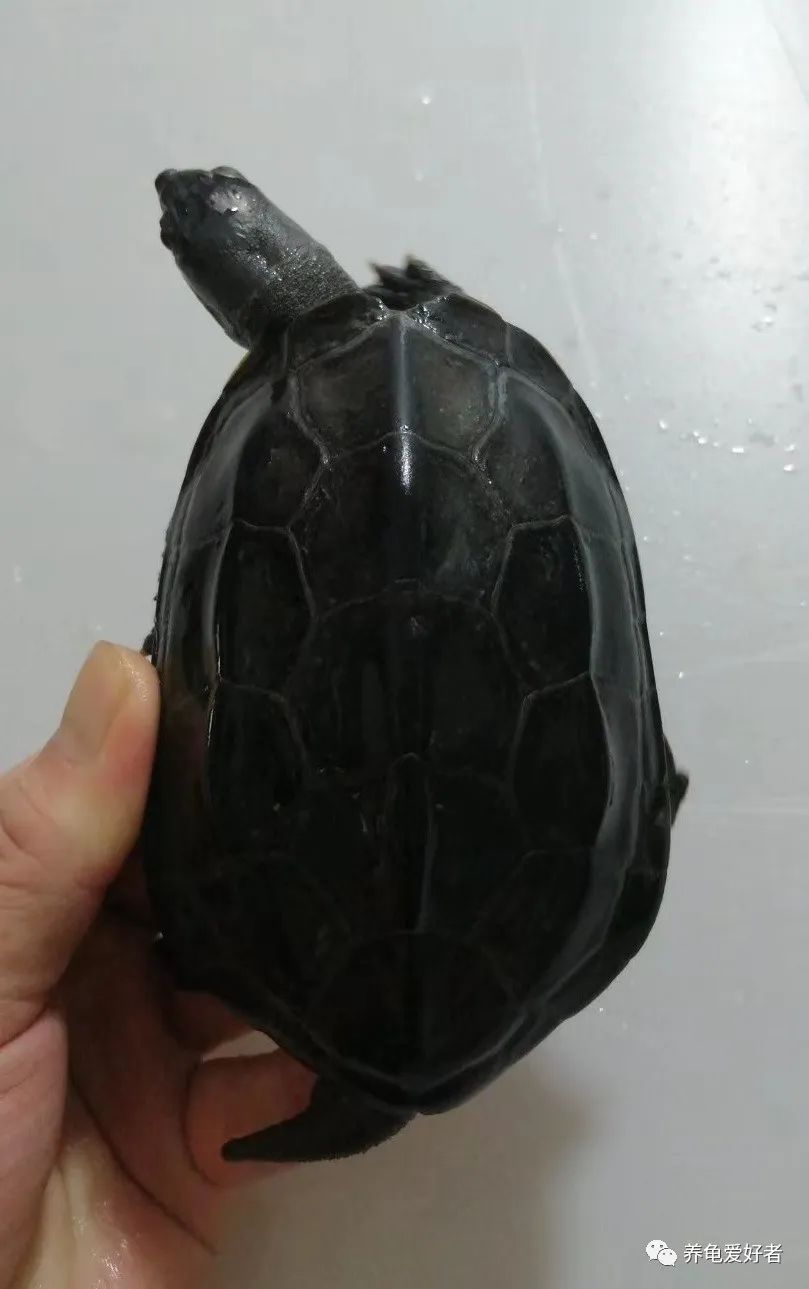 窄桥蛋龟为什么要用黑环境,多种颜色对蛋龟发色好吗