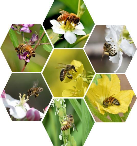 养蜂致富的手段,真实的养蜂秘密