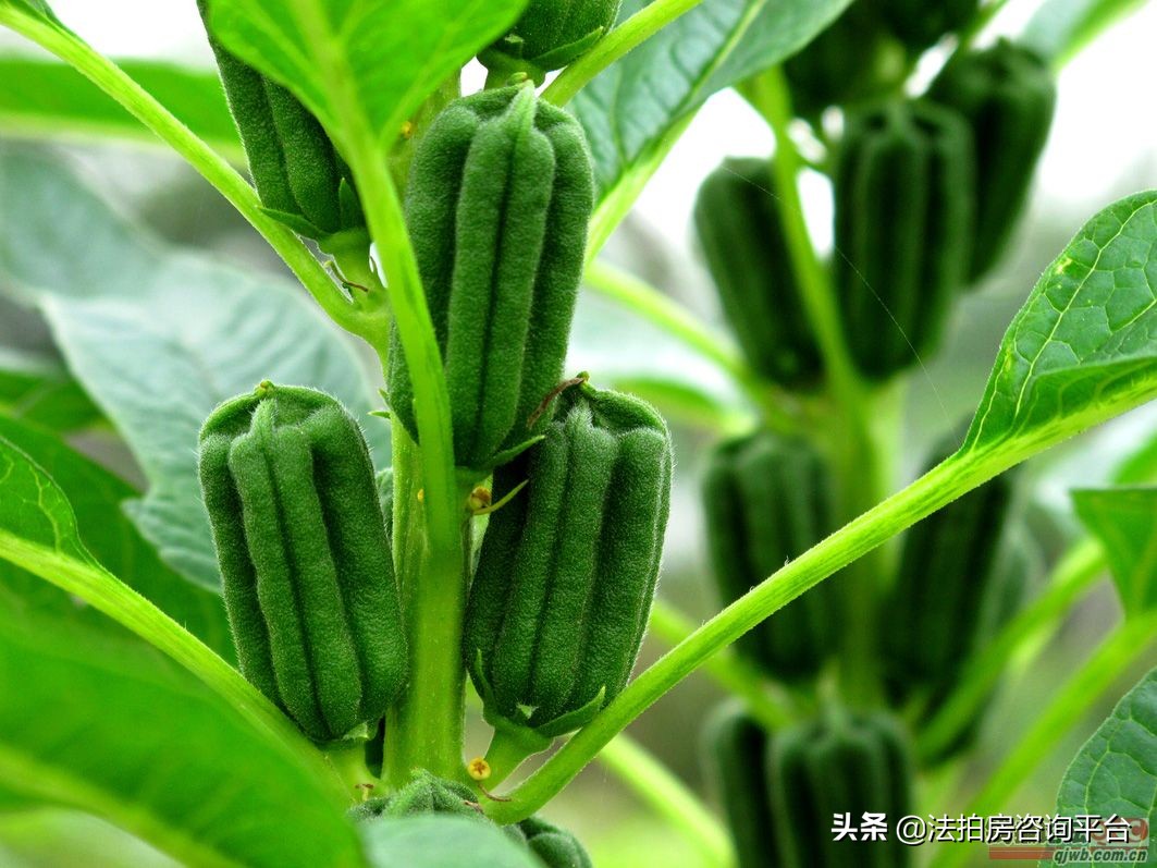 纯粹芝麻油,纯粹芝麻油广告