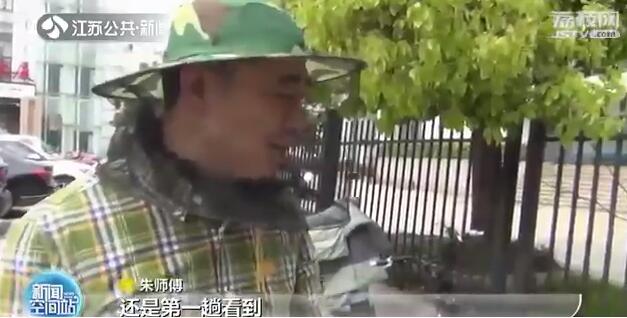 头皮发麻！万只蜜蜂聚集自行车篓专家“一窝蜂”全收