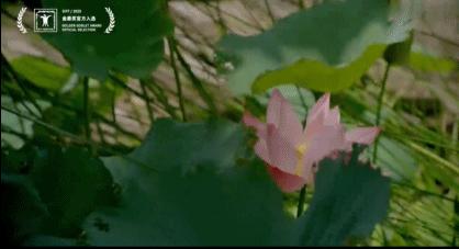 8.1良心作，输给3.4年度烂片