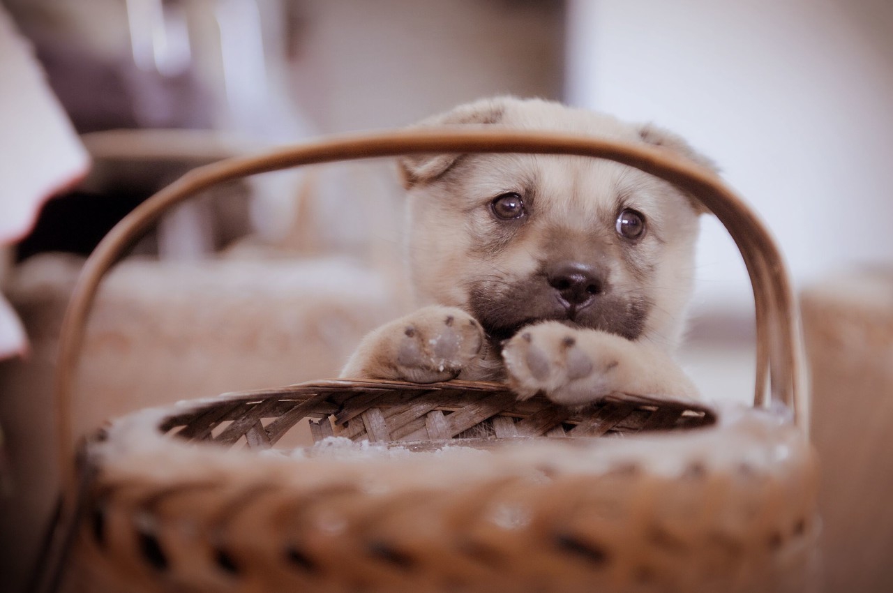 楸间父娓告垙闄帺,闄帺楸间父