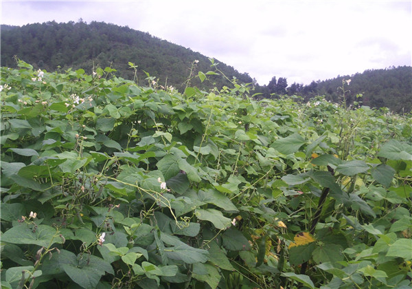 种植白扁豆要不要打叉,白扁豆种植技术