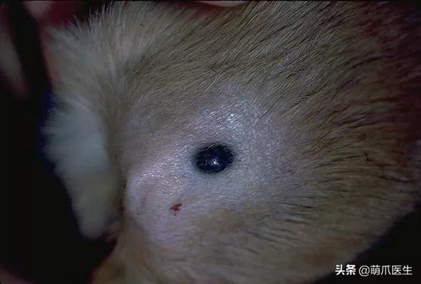 猫咪皮肤有黑斑点还很容易掉毛,猫咪身上有黑色斑点是怎么回事