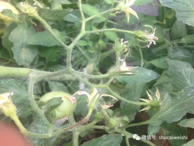 番茄落花的最佳治疗方法,番茄落花落果的原因及措施