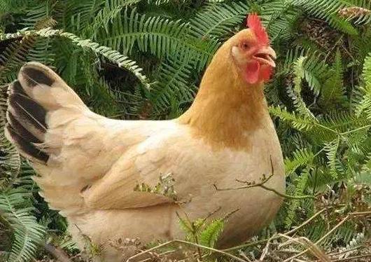 呼吸道一直不好怎么办,呼吸道容易不舒服如何调养